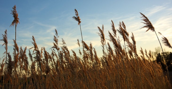 Jeden krok… i jesteś na łonie przyrody! Czyli 5 faktów o naturalnej pielęgnacji